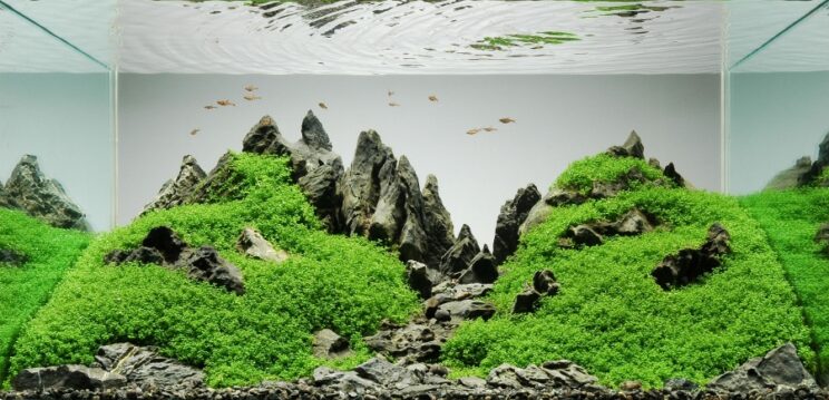 This Aquascape Example (source = Wikipedia)