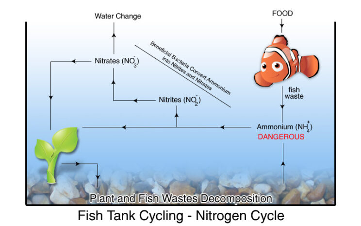 Nitrogen Cycle